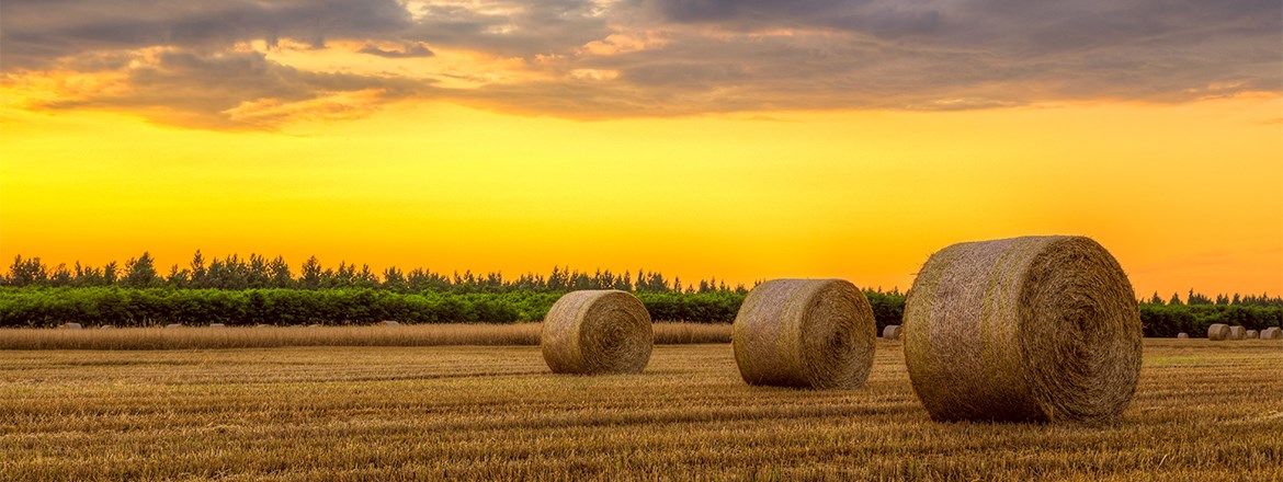 Decorative Image Slide 5