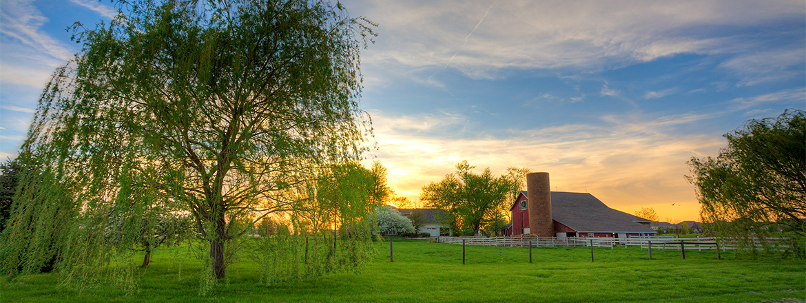 Decorative Image Slide 1