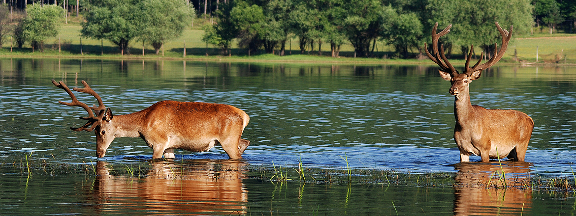 Decorative Image Slide 4