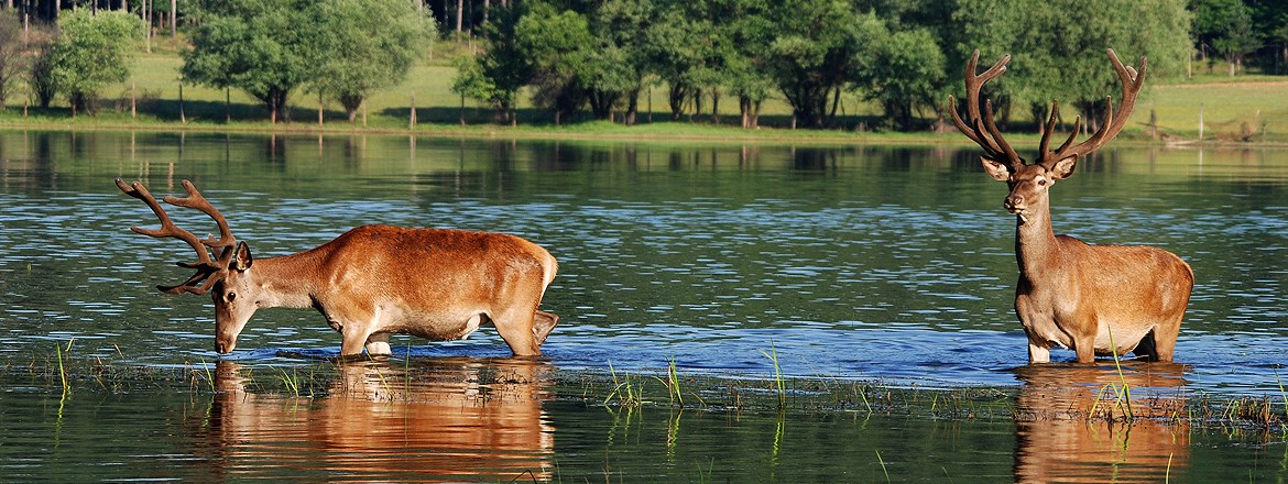 Decorative Image Slide 4