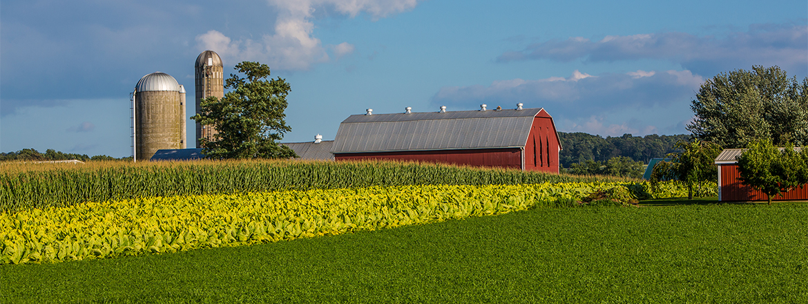 Decorative Image Slide 3